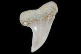 Mako Shark Tooth Fossil - Sharktooth Hill, CA #94666-1